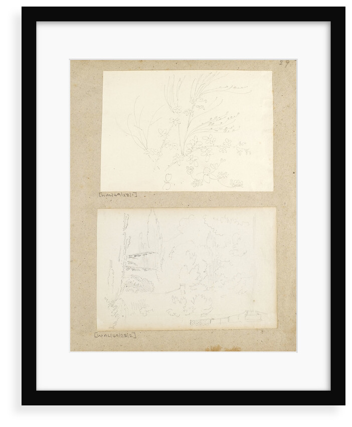 Studies of garden plants including rose foliage and honeysuckle by Thomas Baxter