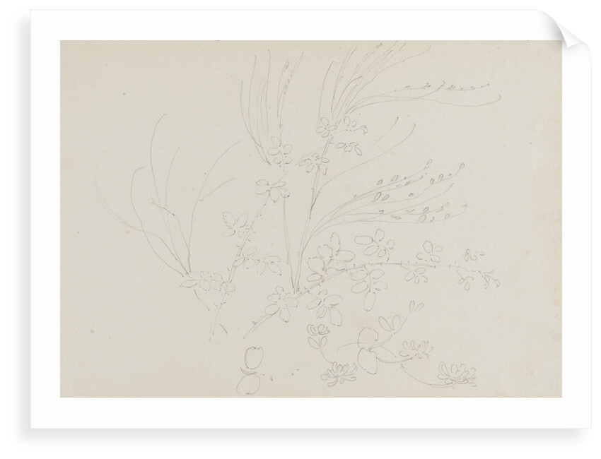 A study of garden plants including a rose foliage and honeysuckle by Thomas Baxter