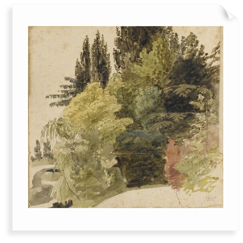 A study of trees in the grounds at Merton Place by Thomas Baxter