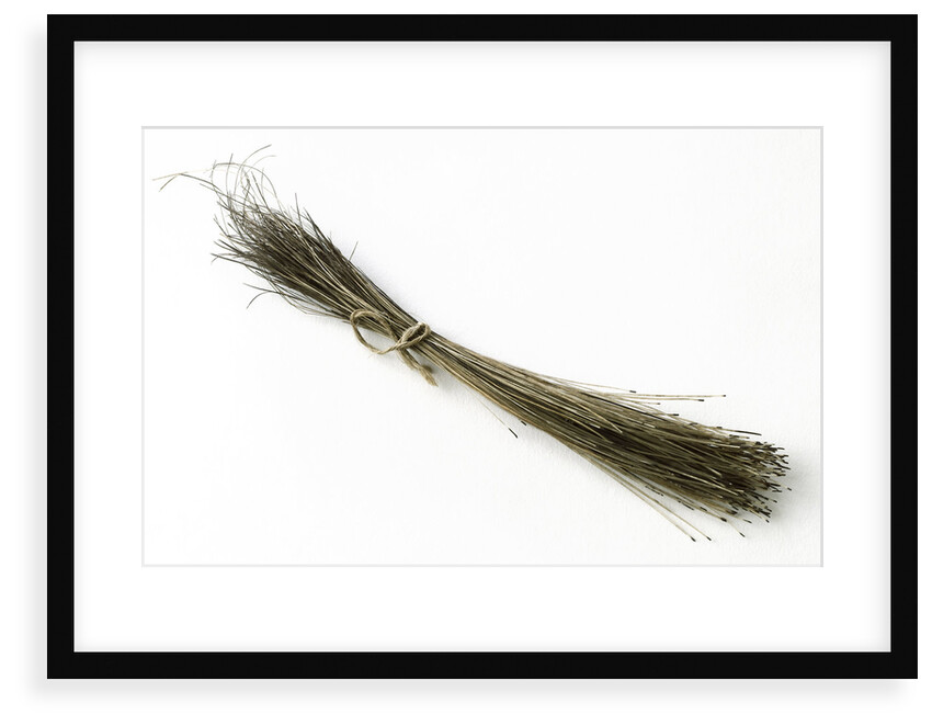 Bristles by unknown