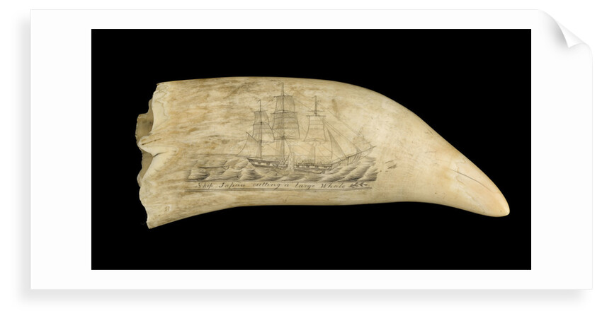 Whale tooth by unknown