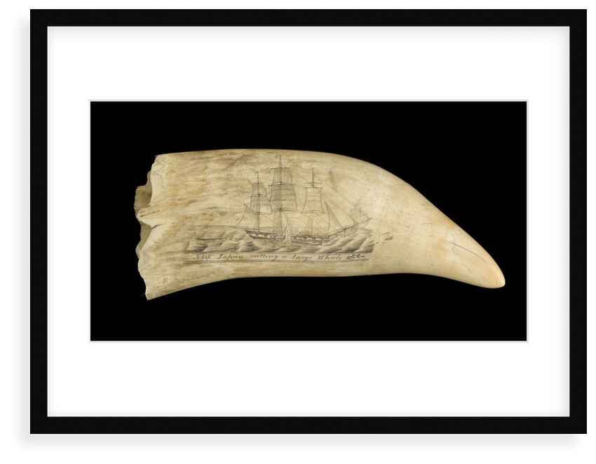 Whale tooth by unknown