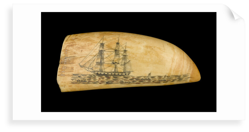 Whale tooth by unknown