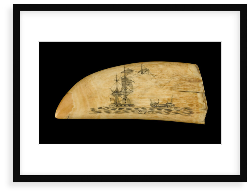 Whale tooth by unknown