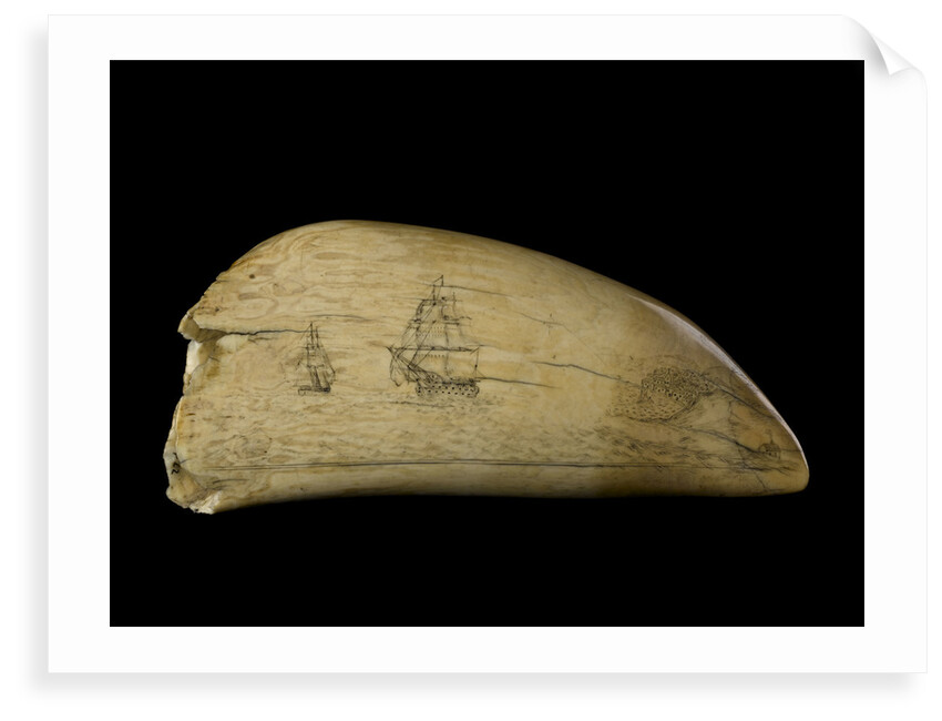 Whale tooth by Unknown