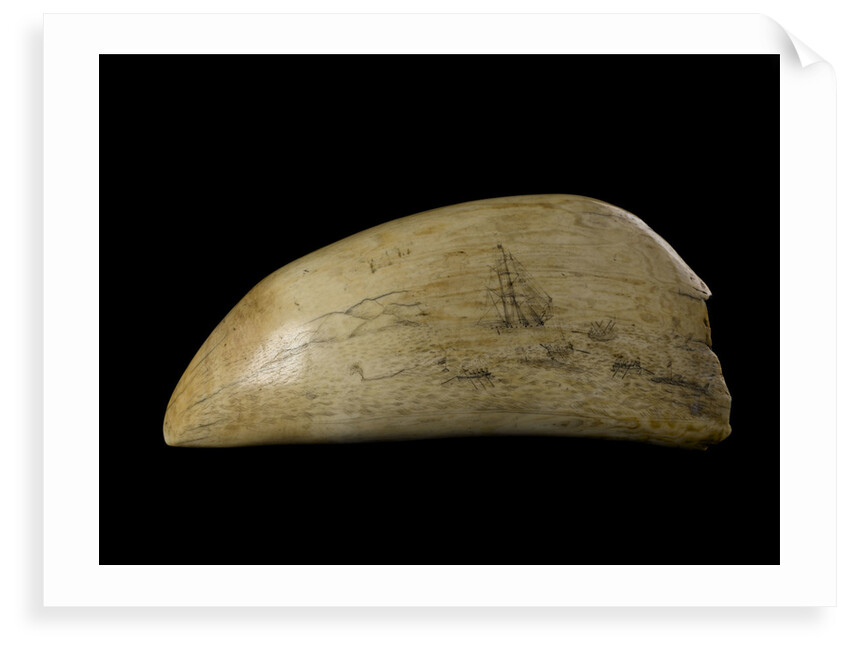 Whale tooth by unknown