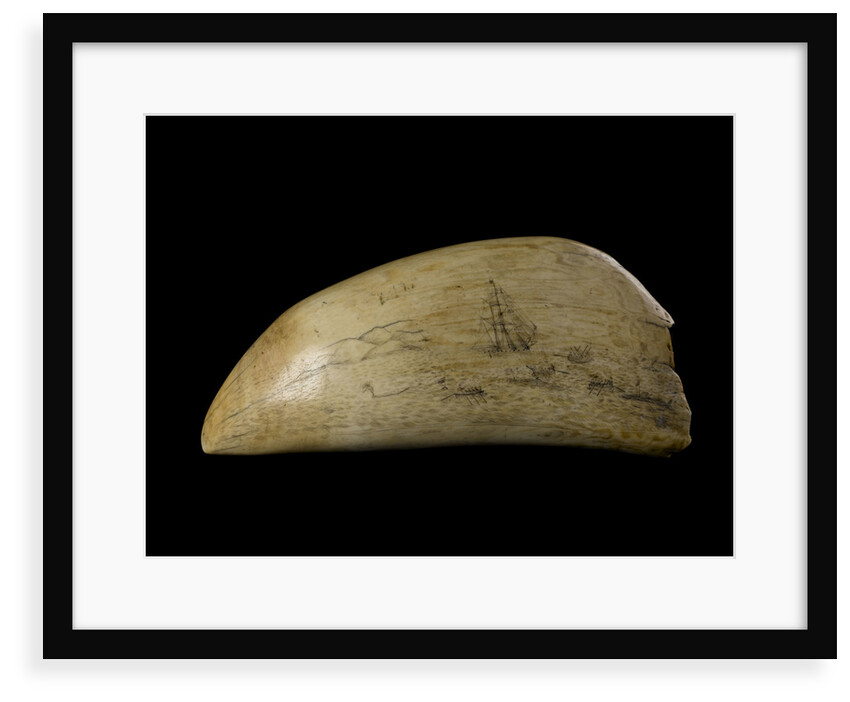 Whale tooth by unknown