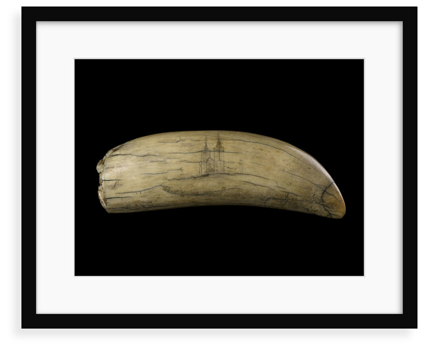 Whale tooth by unknown