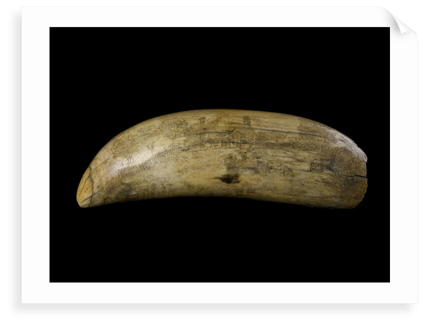 Whale tooth by unknown