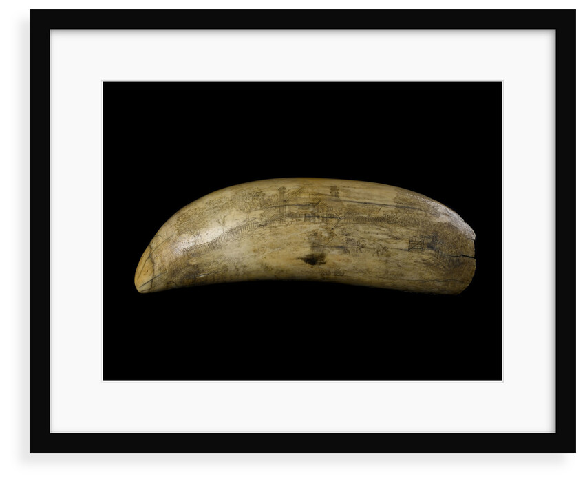 Whale tooth by unknown
