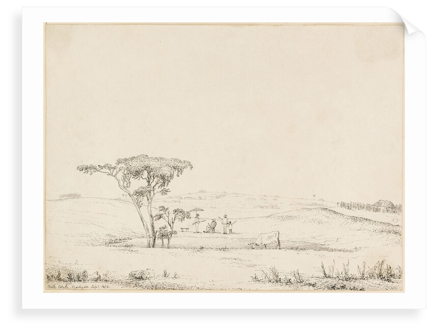 Belle Estate, Barbados by British School
