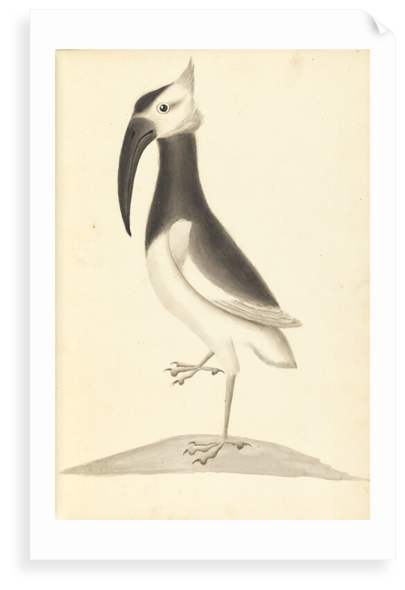 Plate from 'A Narrative of Commodore Anson's into the Great South Sea and Round the World' by unknown
