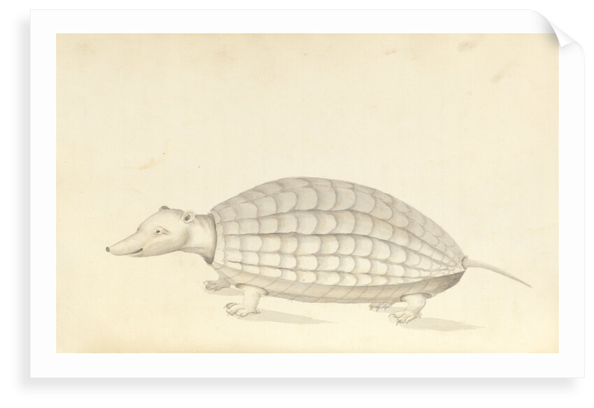 Armadillo, a plate from 'A Narrative of Commodore Anson's into the Great South Sea and Round the World' by unknown