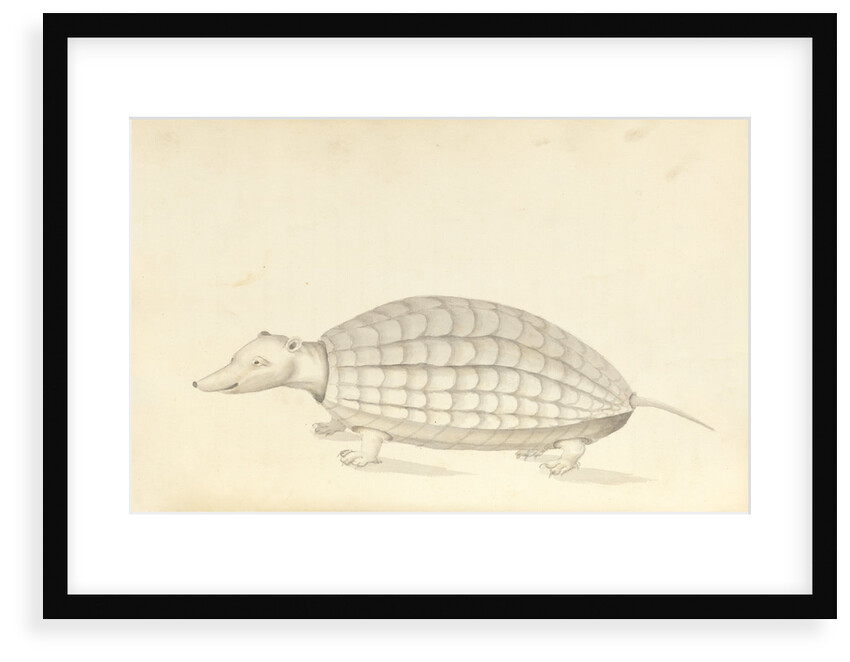 Armadillo, a plate from 'A Narrative of Commodore Anson's into the Great South Sea and Round the World' by unknown