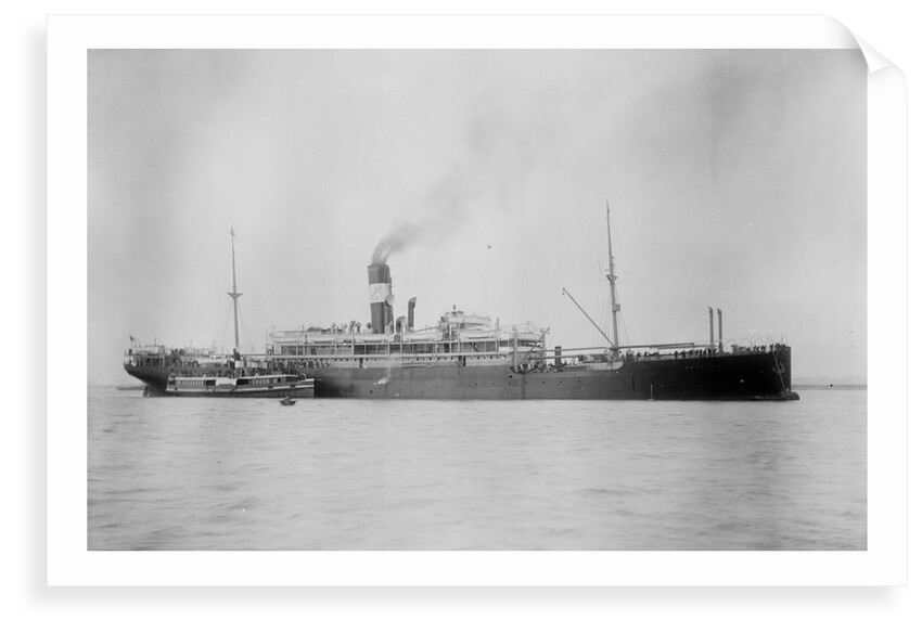 'Waratah' (Br, 1908) by unknown