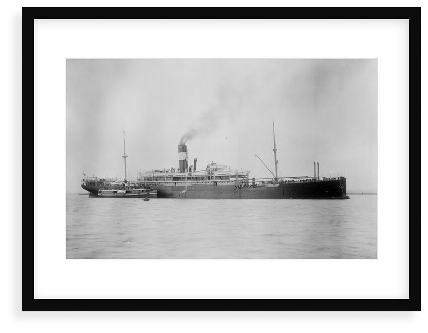 'Waratah' (Br, 1908) by unknown