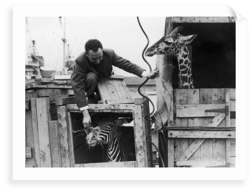 A zebra and giraffe at the Royal Albert Dock. by unknown