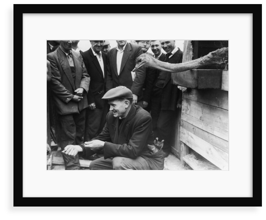 Dockers with an ostrich at the Royal Albert Dock. by unknown