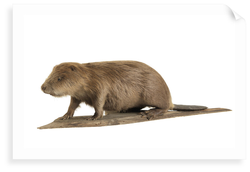 Stuffed beaver by Starbeck Taxidermy