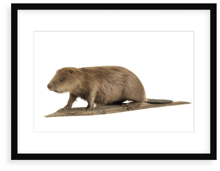 Stuffed beaver by Starbeck Taxidermy