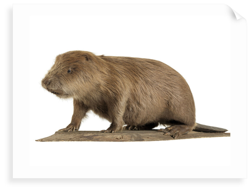 Stuffed beaver by Starbeck Taxidermy