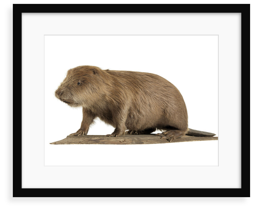 Stuffed beaver by Starbeck Taxidermy