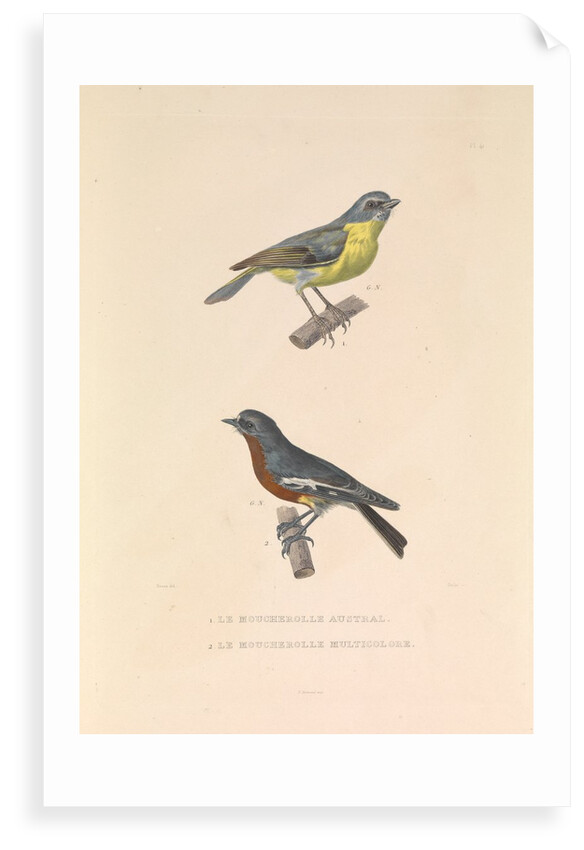 'The Australian Flycatcher and the Flycatcher Multicolor' by Hyacinthe de Bougainville