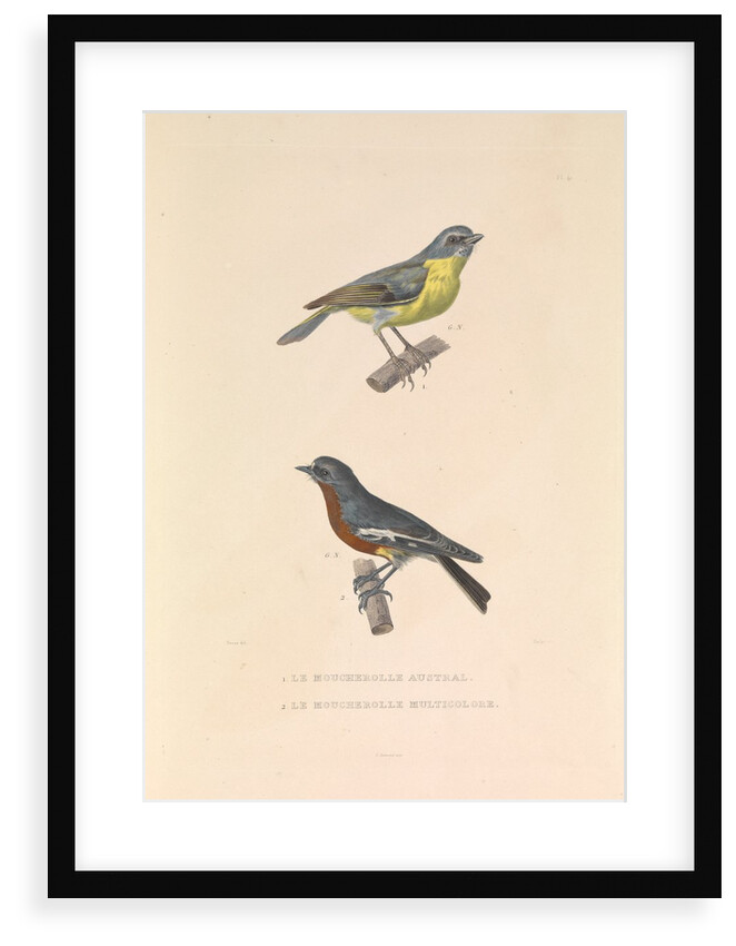'The Australian Flycatcher and the Flycatcher Multicolor' by Hyacinthe de Bougainville