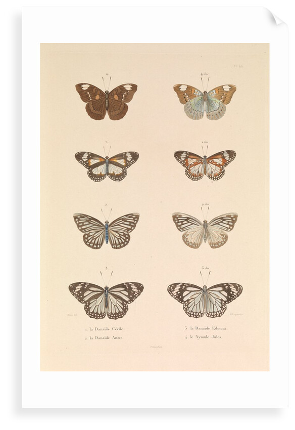 Butterflies, 'The Danaïde Cécile, the Danaïde Anaïs, the Danaïde Edmont and the Jules Nymule' by Hyacinthe de Bougainville