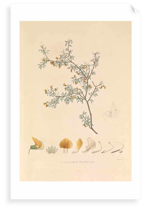 'The Adesmie Épineuse' by Hyacinthe de Bougainville
