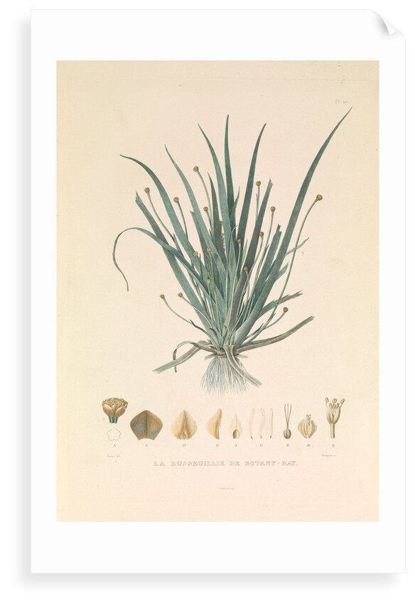 'The Busseuillie of Botany Bay' by Hyacinthe de Bougainville