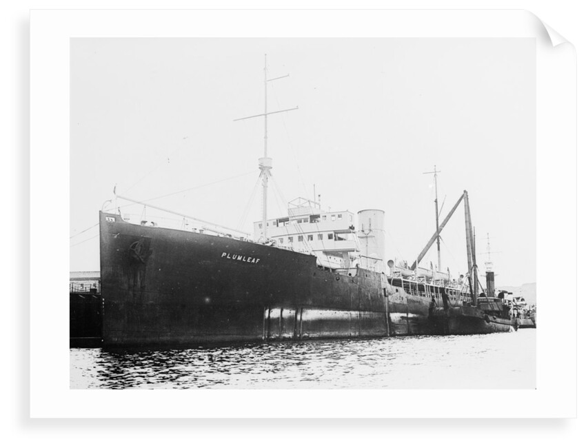 'Plumleaf' (Br, 1916) by Unknown
