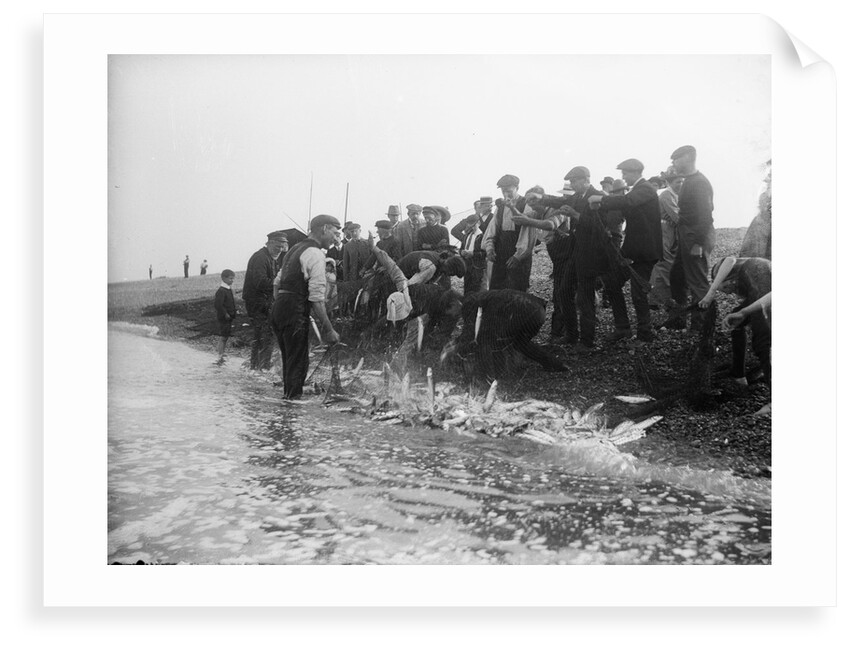 A catch coming ashore, somewhere on the south east coast, Tarry Adams Collection by unknown