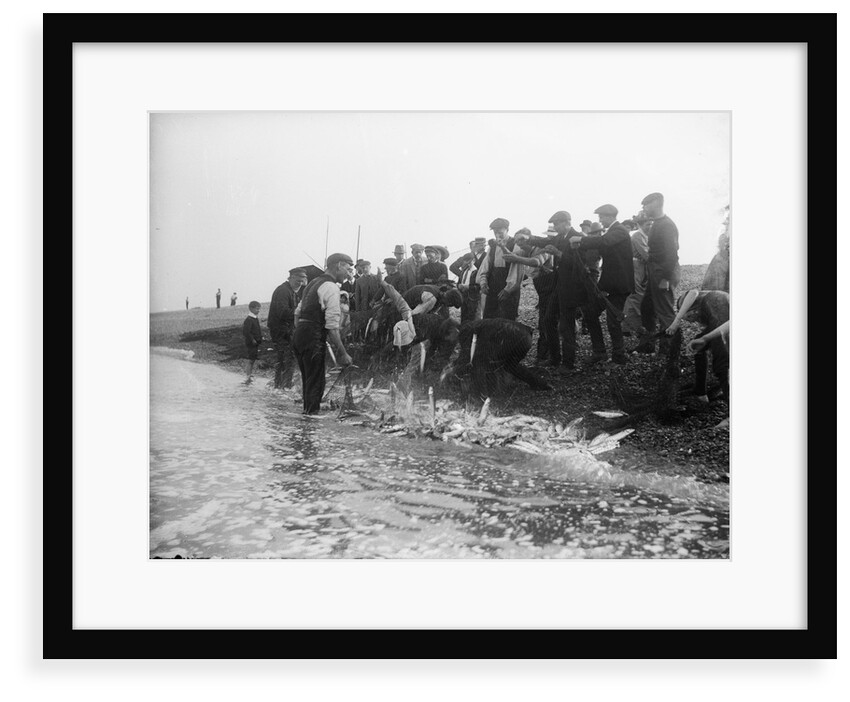 A catch coming ashore, somewhere on the south east coast, Tarry Adams Collection by unknown