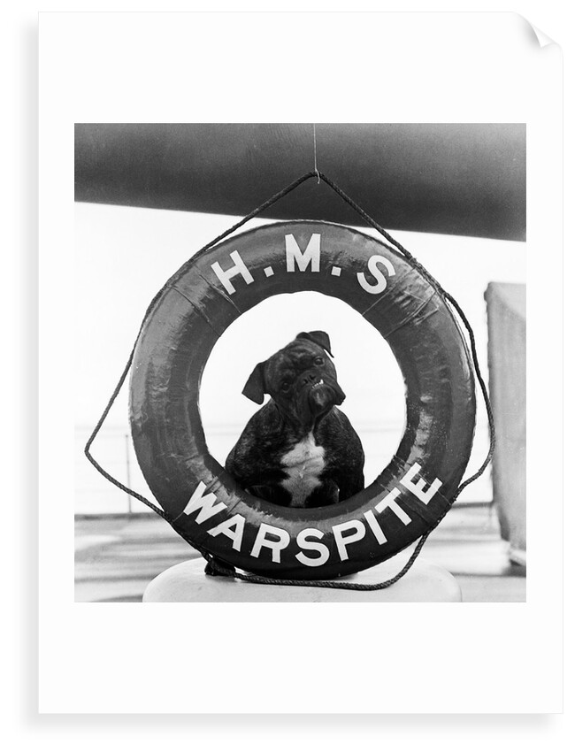 The bulldog mascot posed in the lifebelt on board the battleship HMS Warspite (1913) by Unknown