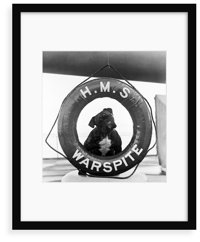 The bulldog mascot posed in the lifebelt on board the battleship HMS Warspite (1913) by Unknown