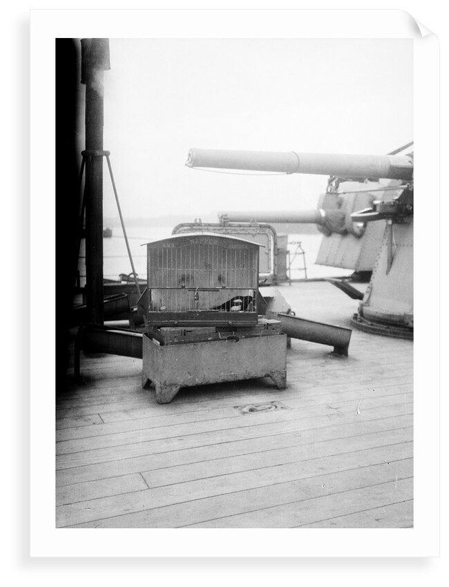 Napper, the magpie mascot of HMS 'Aurora' (1913) by Lieutenant Geoffroy William Winsmore Hooper