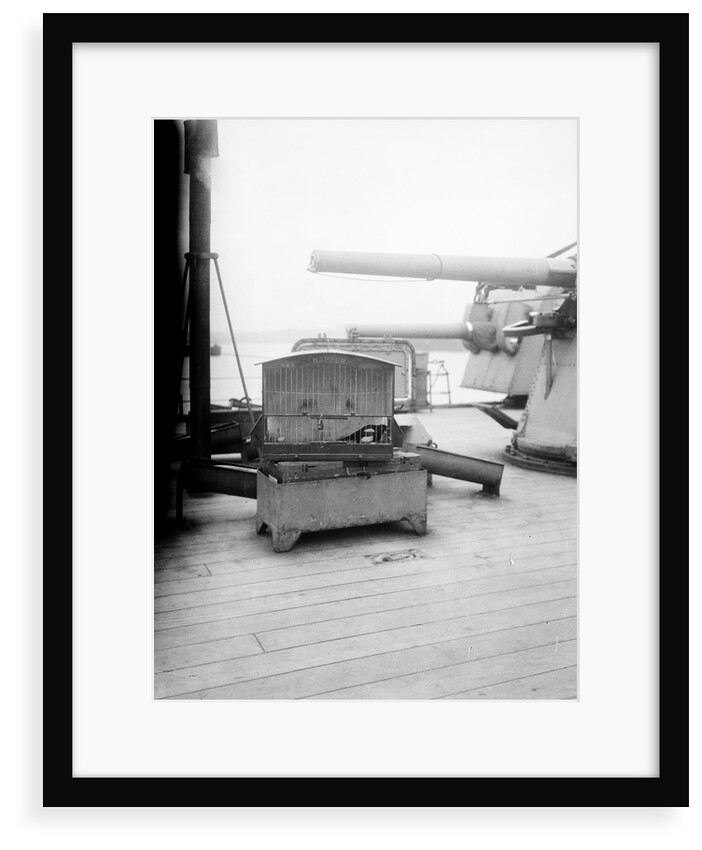 Napper, the magpie mascot of HMS 'Aurora' (1913) by Lieutenant Geoffroy William Winsmore Hooper