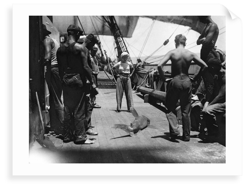 Shark on the main deck, caught by the crew by Alan Villiers