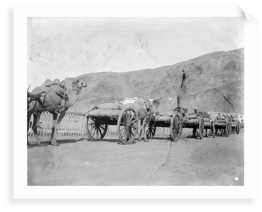Camel carts lined up at Aden by Kenneth Hurlstone Jones