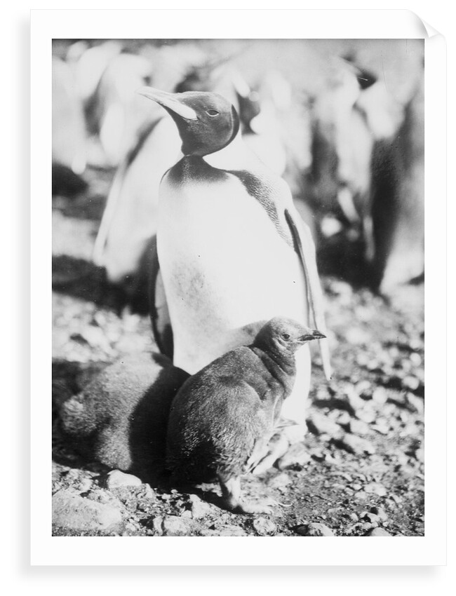 Emperor [King?] penguin with young, Weddell Sea, Antarctica by unknown