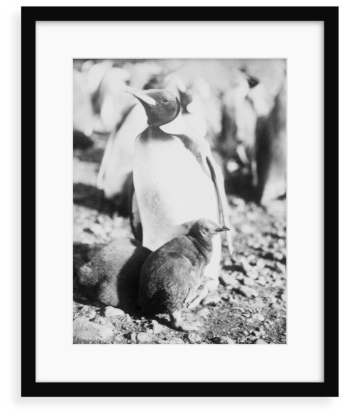 Emperor [King?] penguin with young, Weddell Sea, Antarctica by unknown