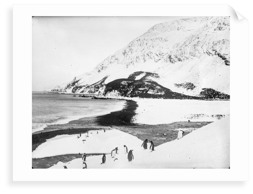 A view along the shore with penguins in the foreground, South Georgia Island by unknown