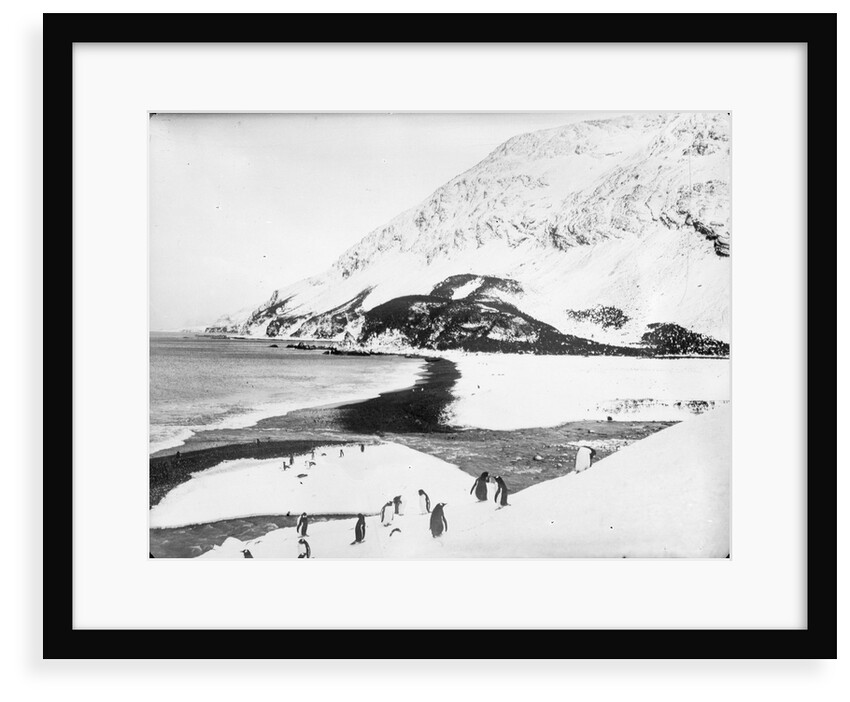 A view along the shore with penguins in the foreground, South Georgia Island by unknown