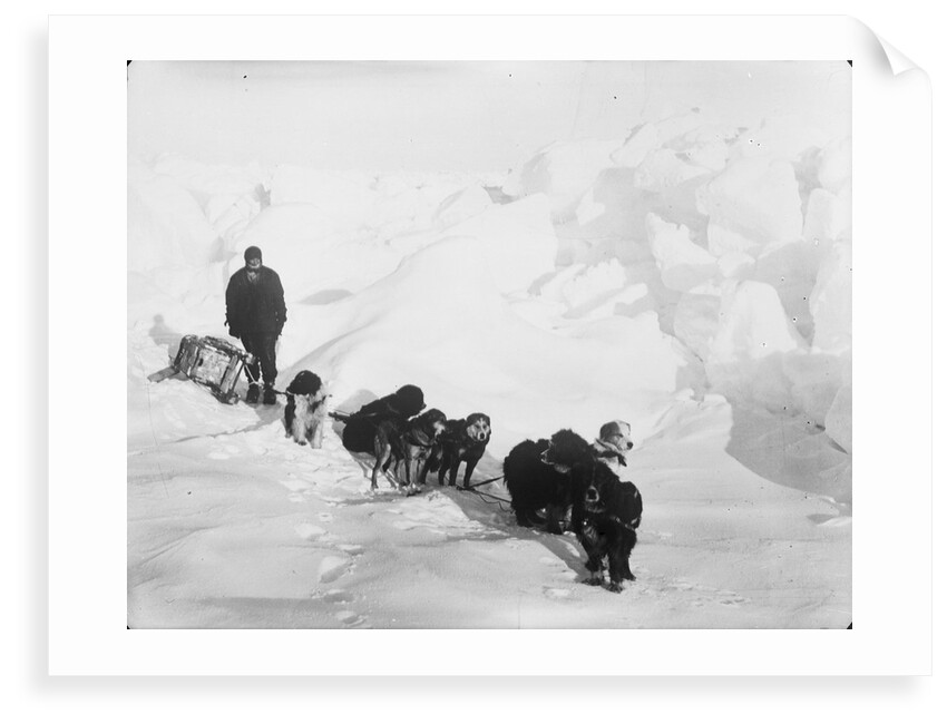 A seven-dog sledge team on the ice with unidentified crew member by unknown