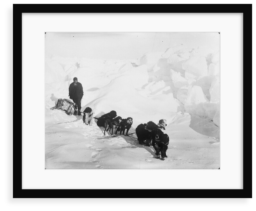 A seven-dog sledge team on the ice with unidentified crew member by unknown