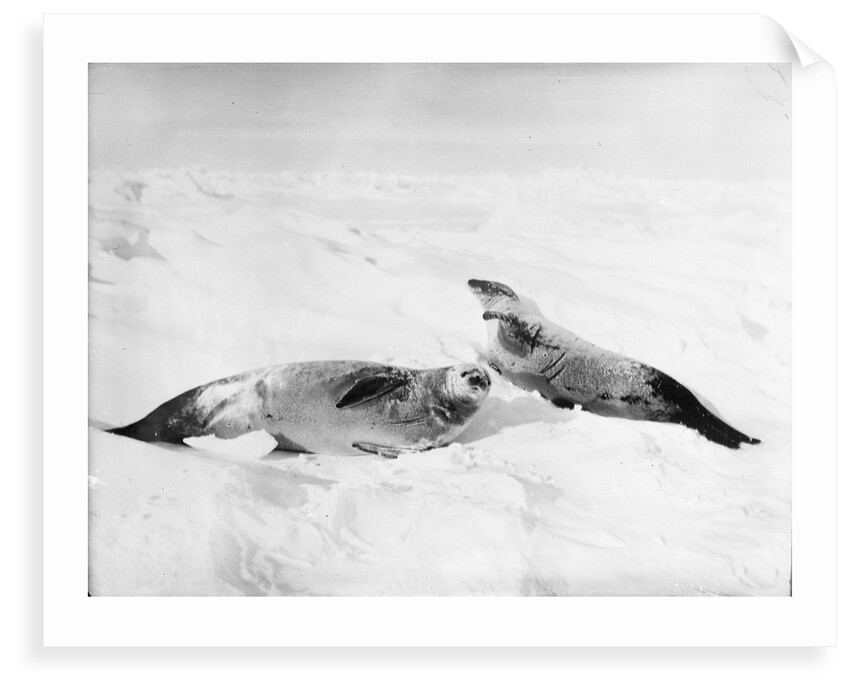 Two crab-eater seals on the ice, Weddell Sea, Antarctic by unknown