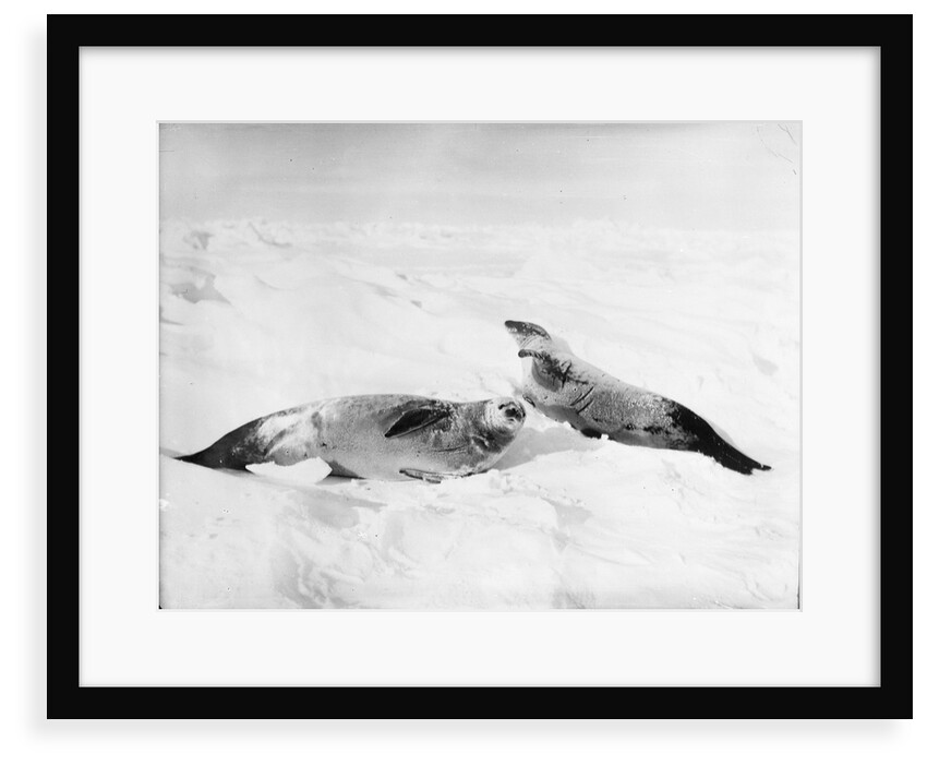 Two crab-eater seals on the ice, Weddell Sea, Antarctic by unknown