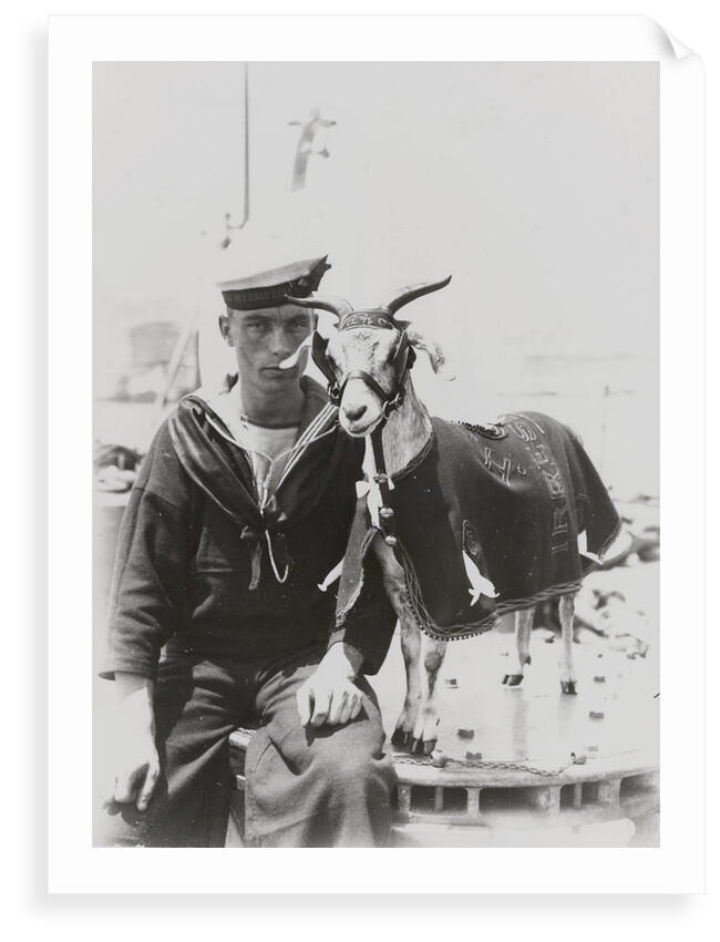 Goat mascot on board the HMS 'Irresistible' (1898) in Malta by unknown