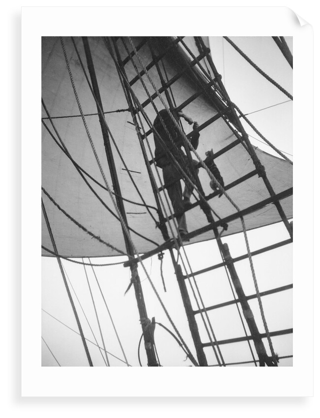 A seaman enticing the ship's cat up one of the shrouds of 'Pommern' (Fi, 1903) 4 masted barque, ex 'Mneme', Gustaf Erikson by Unknown
